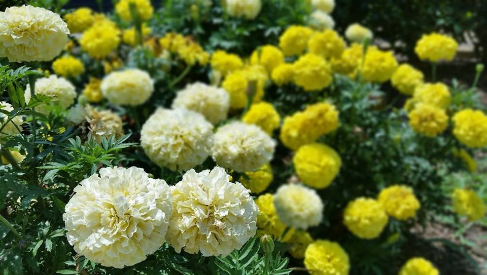 CSE Landscape Management