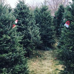 Rum River Tree Farm Nursery Nurseries Gardening 21050 Lake Photo Of Rum River Tree Farm Nursery Anoka Mn United States