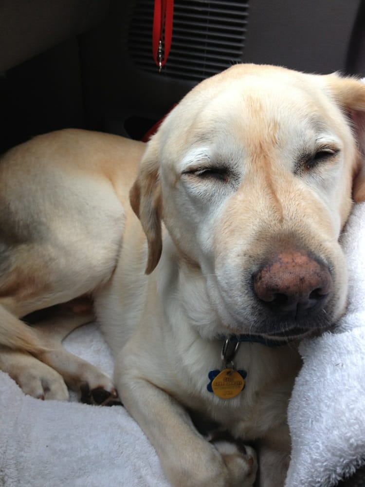 puppy daycare sf buddy taking a nap on the way to daycare yelp puppy daycare sf buddy taking a nap on the way to daycare yelp