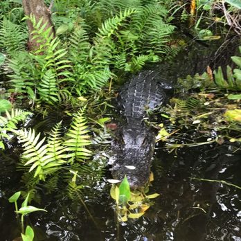 Buffalo Tigers Airboat Tours Reviews Buffalo Tigers Airboat Tours Reviews