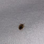 Hotel Pierre 50 Kuvaa 53 Arvostelua Hotellit 216 43rd St Kuva Yrityksestä Hotel Pierre Miami Beach Fl Yhdysvallat Bed Bug Room 306