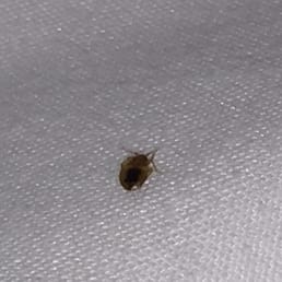 Photos For Hotel Pierre Yelp Photo Of Hotel Pierre Miami Beach Fl United States Bed Bug Room