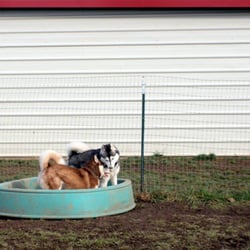 dog boarding albany oregon dog boarding albany oregon