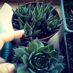 Kettle S Nurseries 22 Reviews Gardening 1950 Photo Of Kettle S Nurseries Pasadena Ca United States Tiny Succulents