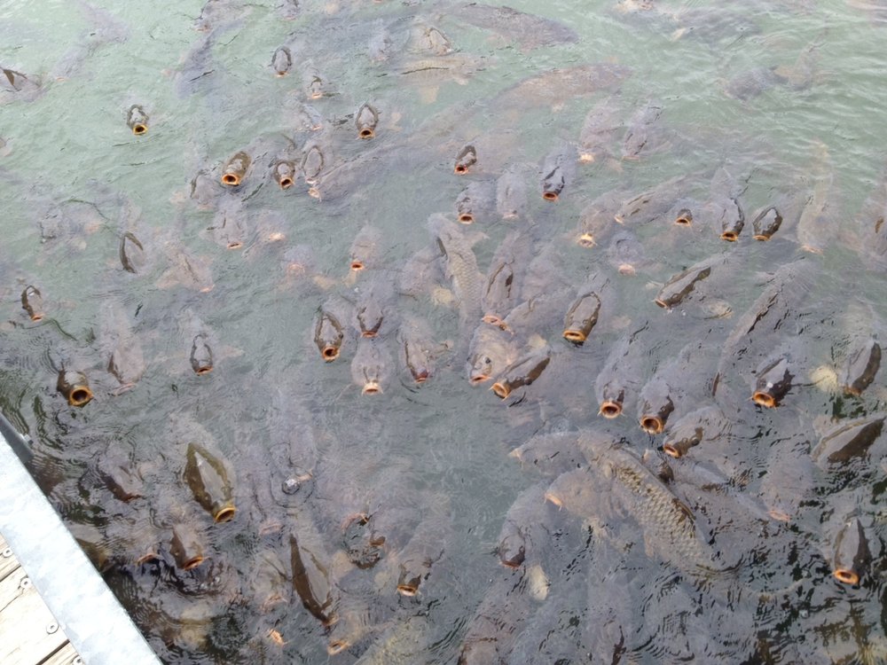 Fairfield Bay Marina 10 Photos Boating 4350 Hwy 330 S, Fairfield