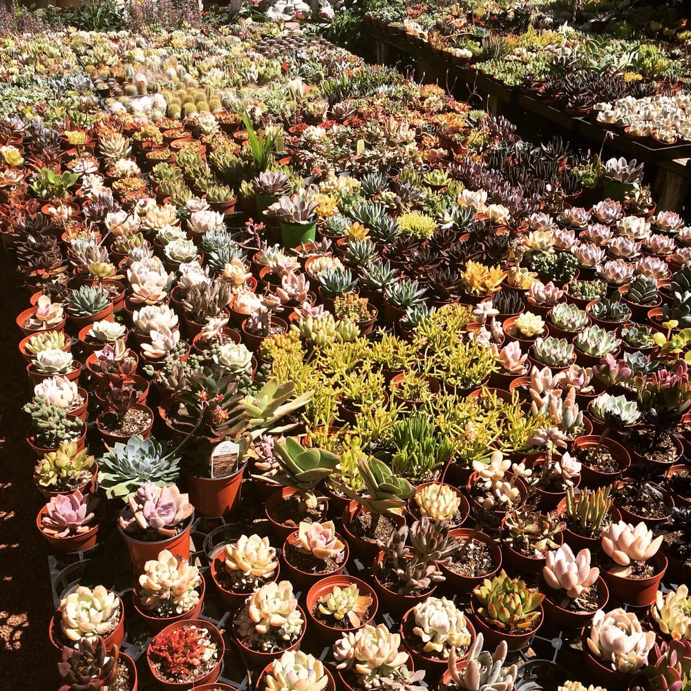 Tons Of Succulents And Cacti From 2 99 10 Yelp Photo Of Hashimoto Nursery Los Angeles Ca United States Tons Succulents