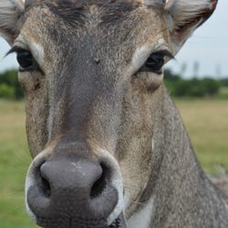 tennessee safari park 376 photos 51 reviews parks 618 conley