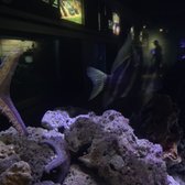 waikiki aquarium 1709 photos