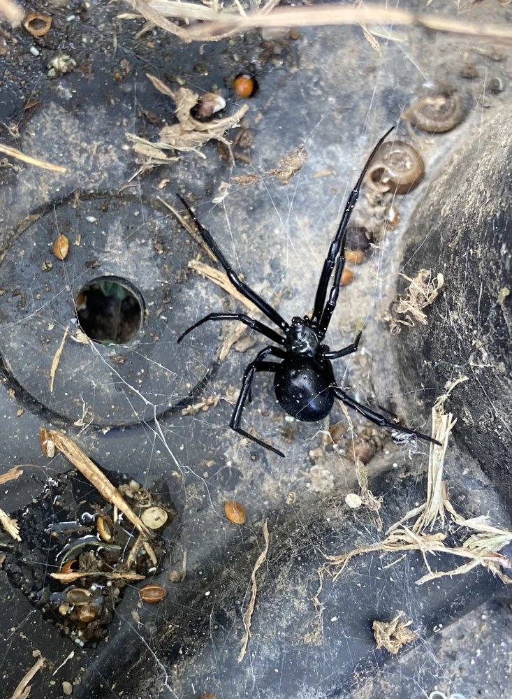 Evict Pest Management