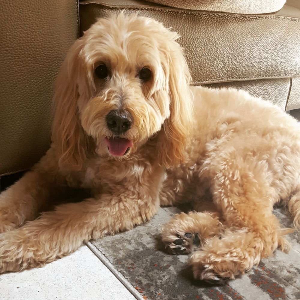 Oh Happy Dog!