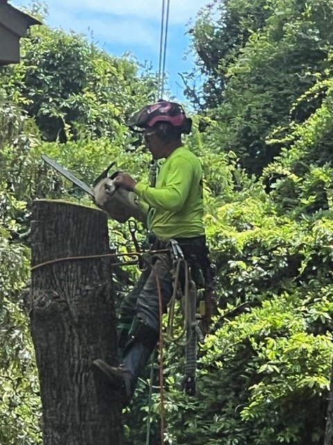 J & I Tree Service
