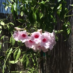 Reimer S Whole Nursery Nurseries Gardening 9305 Norris Rd Photo Of Reimer S Whole Nursery Bakersfield Ca United States Also Purshased At