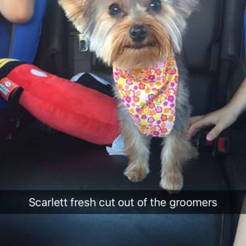 Dandy Dog Grooming Chula Vista Dandy Dog Grooming Chula Vista