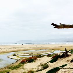 Monarch Erfly Grove 464 Photos 181 Reviews Parks Pismo Photo Of Monarch Erfly Grove Pismo Beach Ca United States This Trail