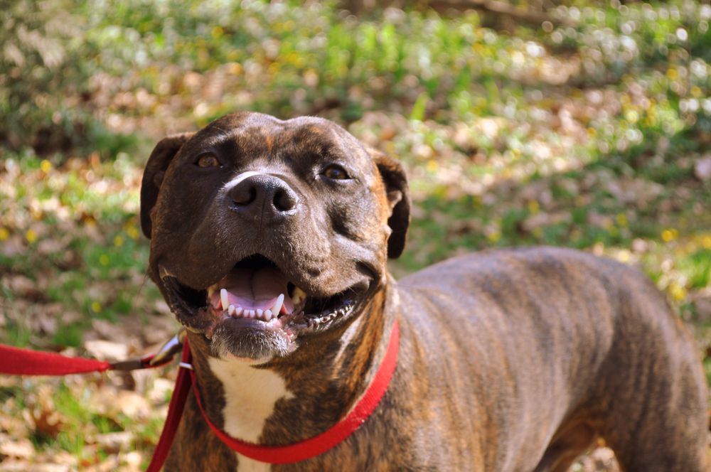 Wagabout 35 Photos & 10 Reviews Dog Walkers Rockville, MD Phone