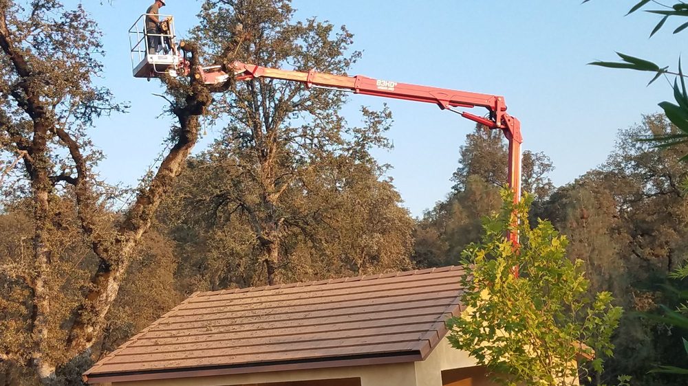 Morgan Tree Service