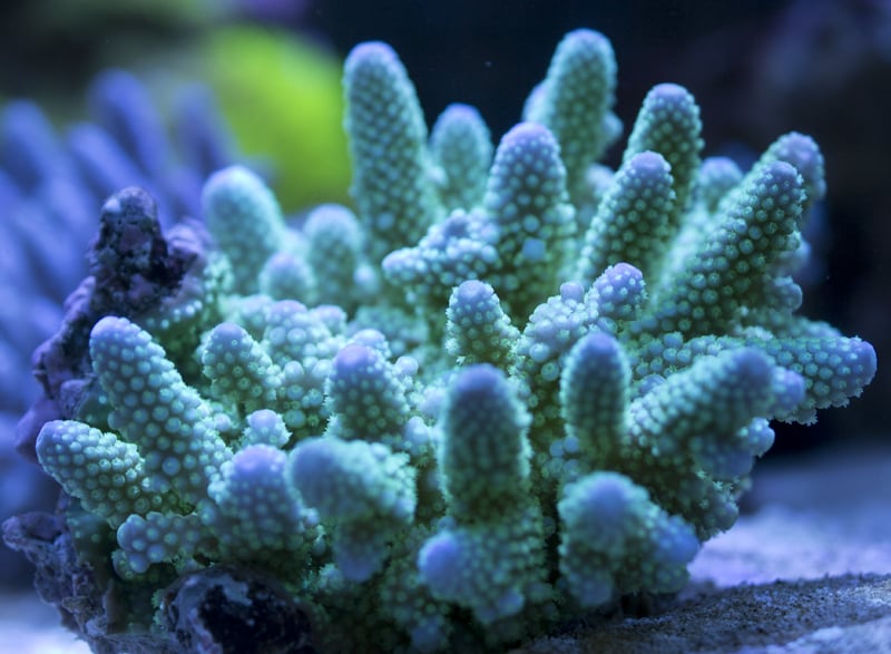 Quantum Reefs
