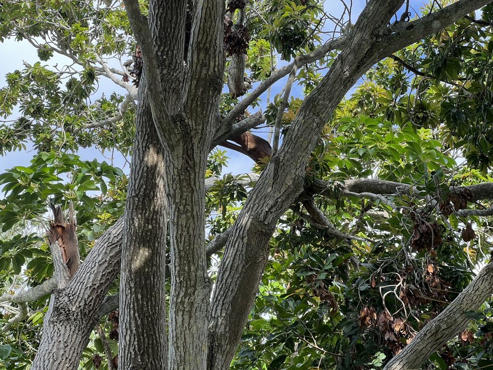 Troyer Tree Service