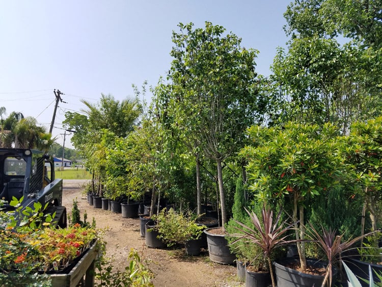 Green Thumb Nursery & Landscaping