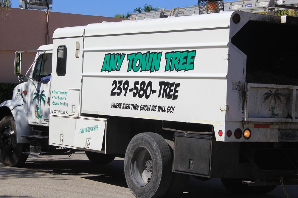 Any Town Tree