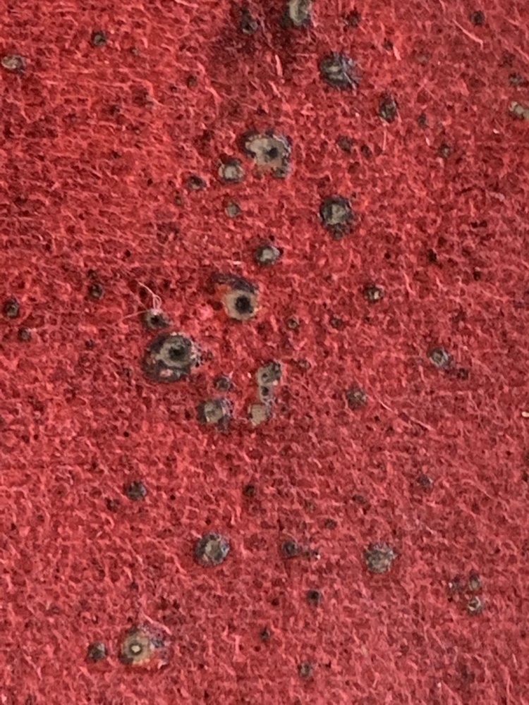 Quality Inn & Suites Longview Kelso