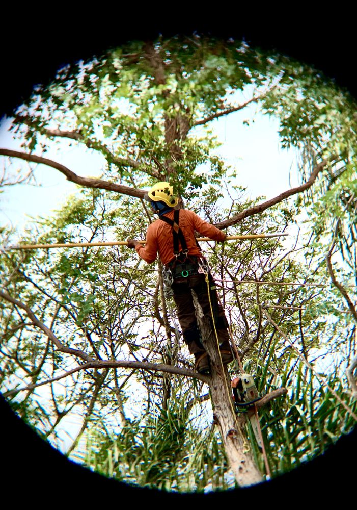 Montecito Tree Care