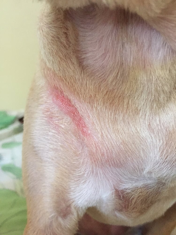 razor burn on dogs razor burn yelp razor burn on dogs razor burn yelp