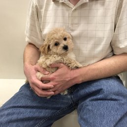 just puppies inc photos pour just puppies of maryland inc yelp just puppies inc photos pour just puppies of maryland inc yelp