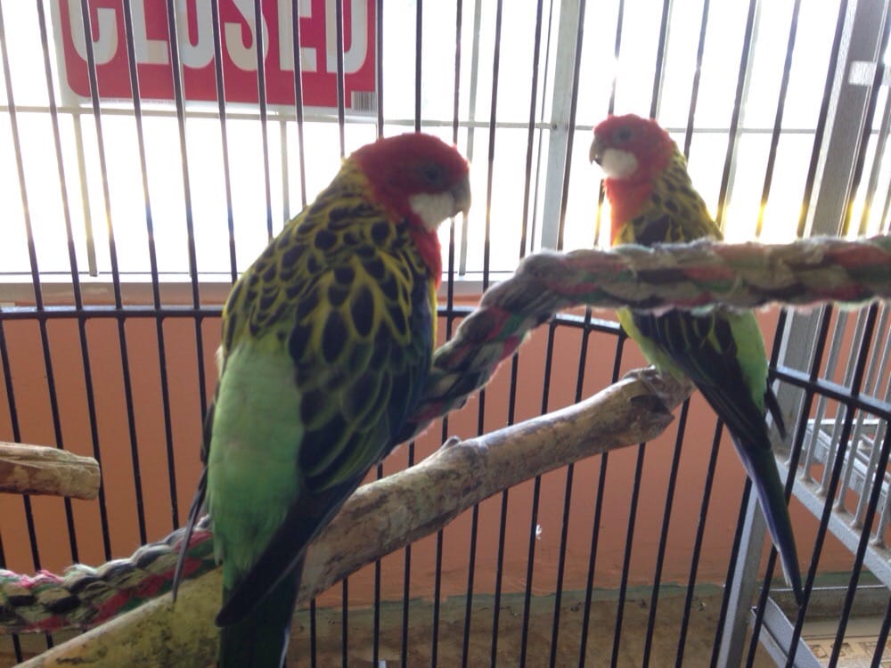 great variety of exotic birds yelp great variety of exotic birds yelp
