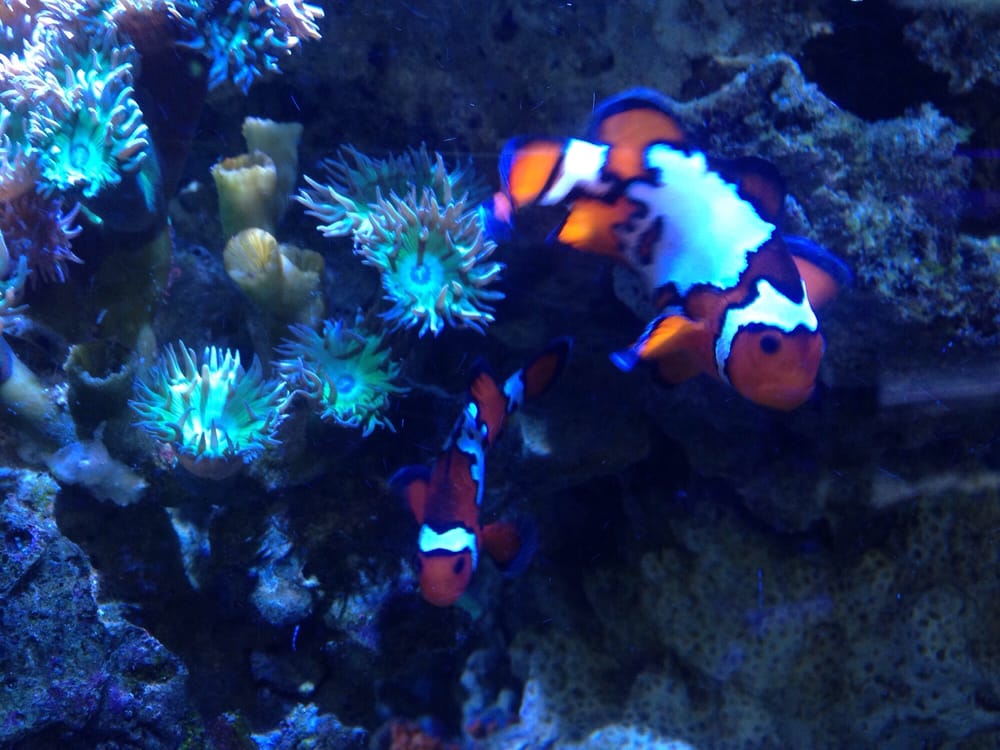 Athens Aquarium & Fish Store Pet Stores 175 Old Epps Bridge Rd