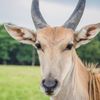 Texas Zoofari Park gift card