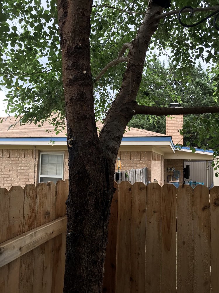 Hildebrandt Tree Tech