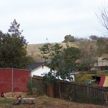 Atlas Tree Service 11 Photos 33 Reviews Landscaping 150 Photo Of Atlas Tree Service Concord Ca United States Pine Gone