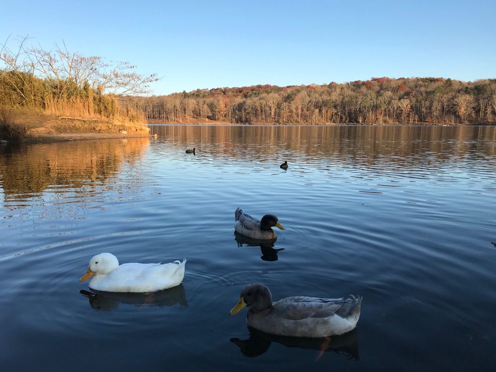 Lake Zwerner Hiking Dahlonega, GA Yelp