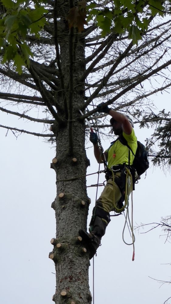 Bigfoot Tree Care