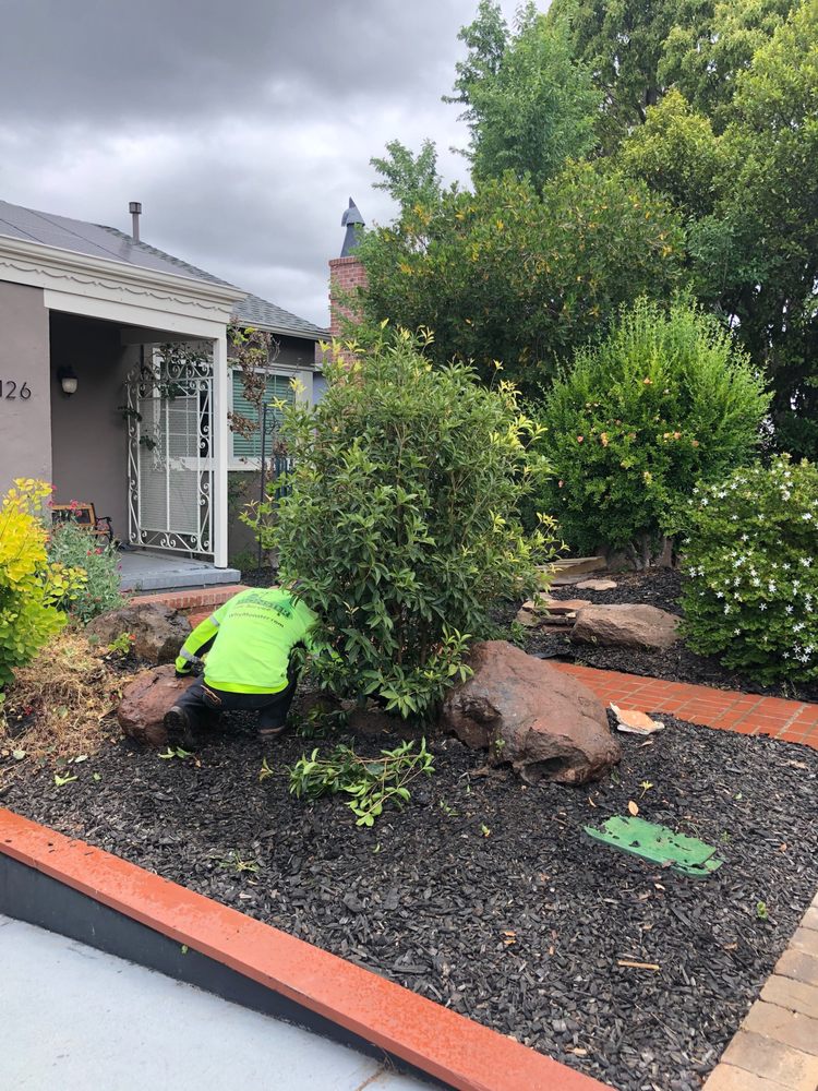 Monster Tree Service of the Coast