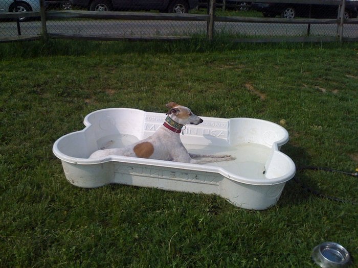 Leesburg Canine Country Club