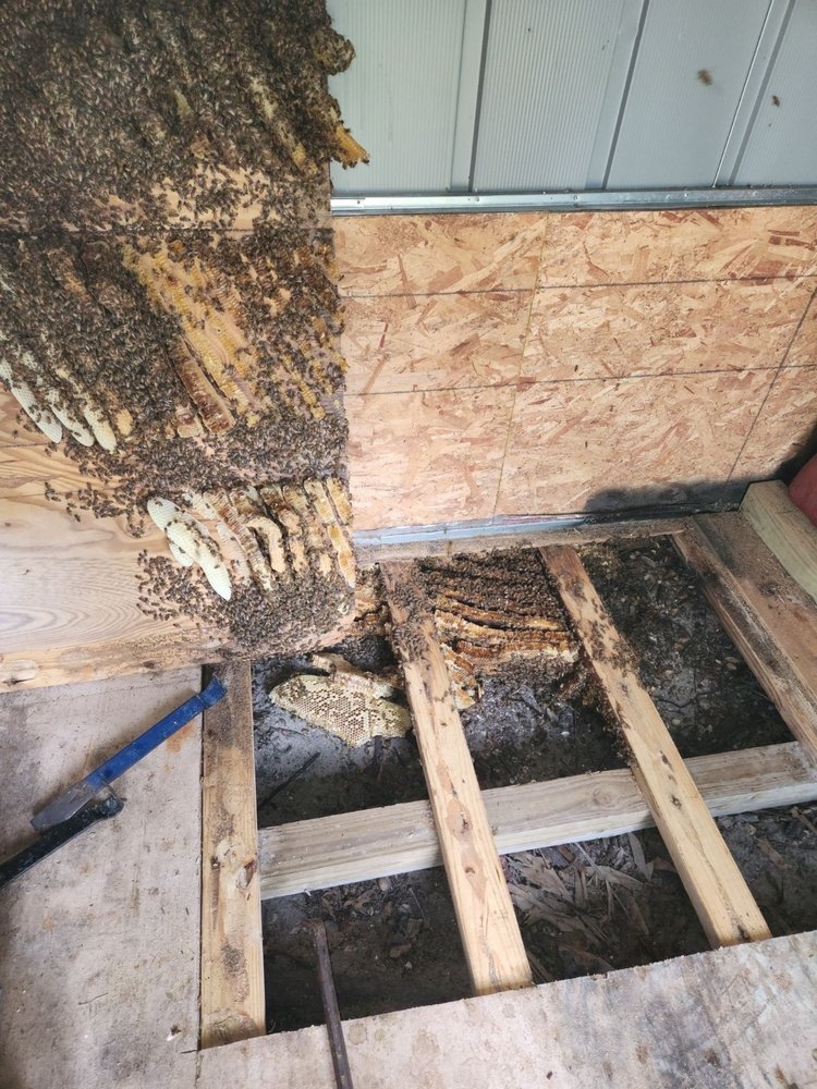 CL Best Honey Bees