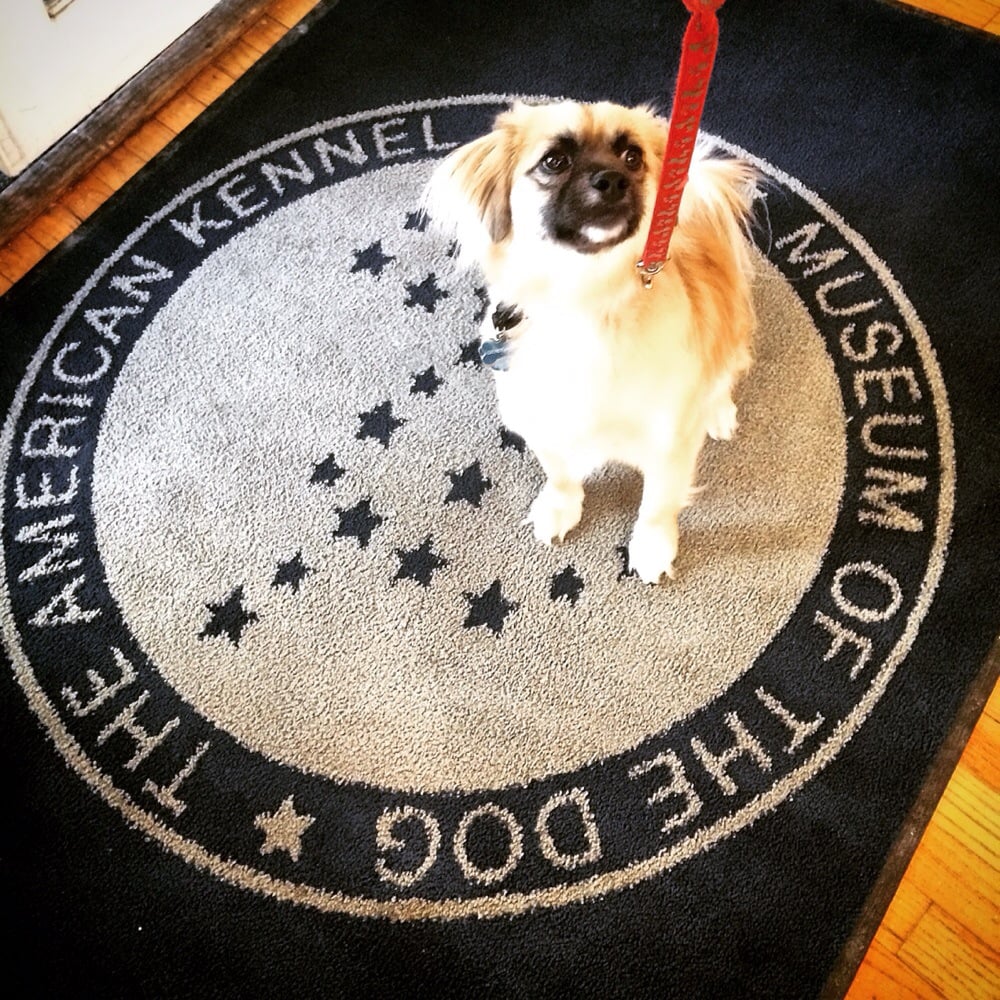 The American Kennel Club Museum of the Dog 10 Reviews Museums