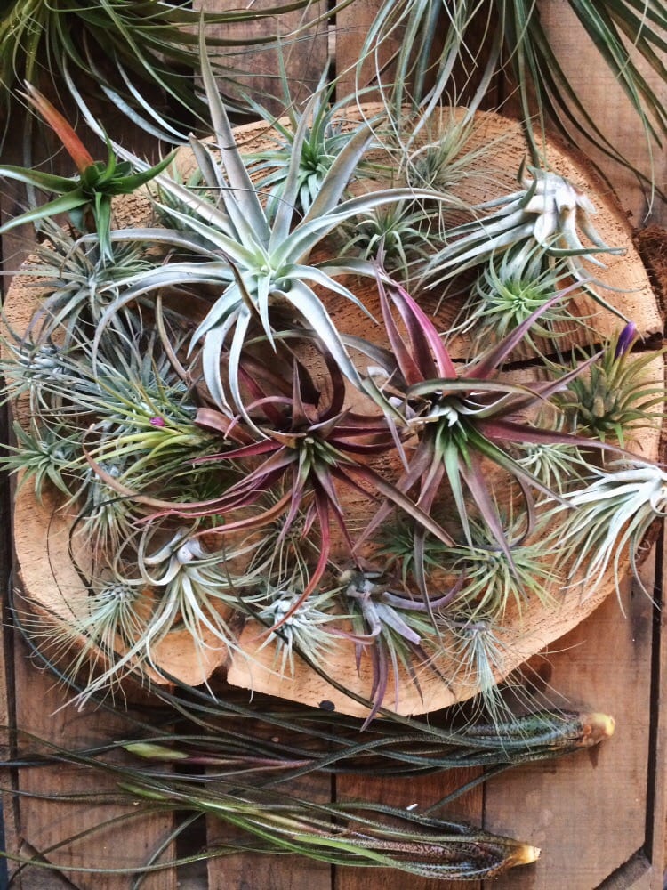 Beautiful Air Plants Yelp Photo Of Hammer Vine Portland Or United States Beautiful Air Plants