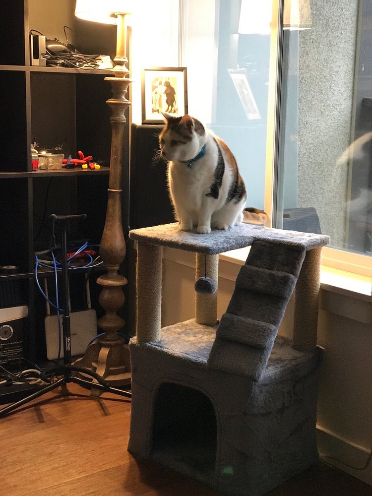 Seattle Tails