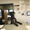 Dave's Auto Repair gift card