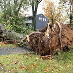 Tree Service South Bend  Photo of South Bend Lawn and Tree Service - South Bend, IN, United States