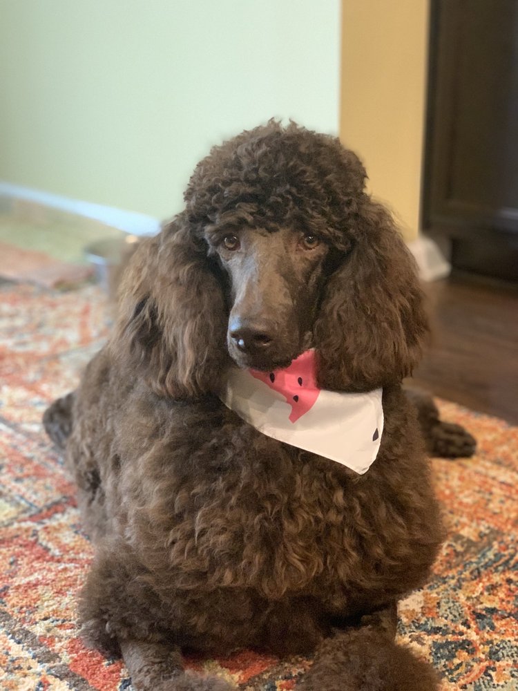 Woof Gang Bakery & Grooming Jacksonville, NC