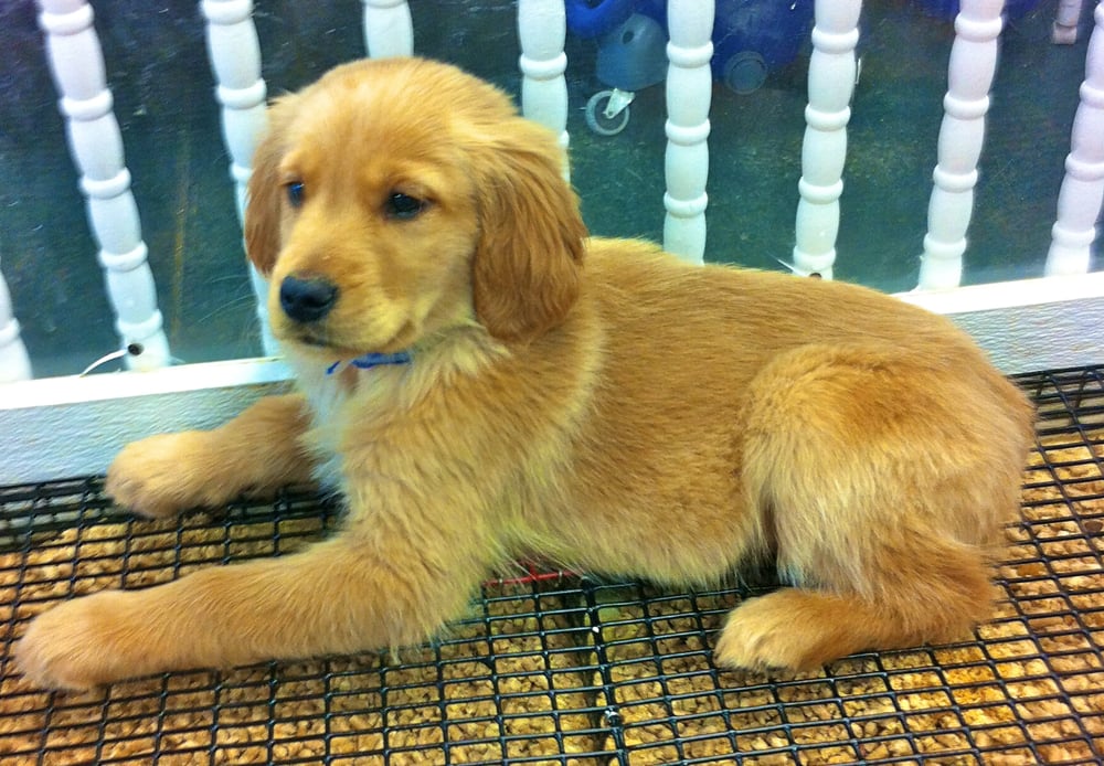 Photos for Puppy Zone - Yelp