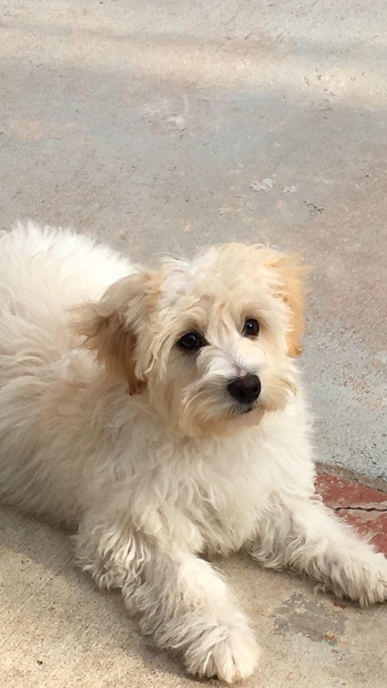 Bloomfield Animal Hospital 54 Reviews Veterinarians 20927 Norwalk