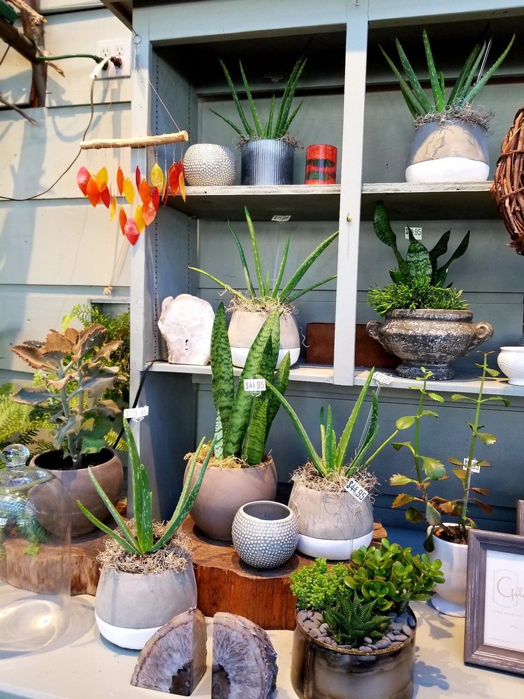 Indoor Plants And Vessels Yelp Photo Of Broadway Fl Home Garden Portland Or United States Indoor
