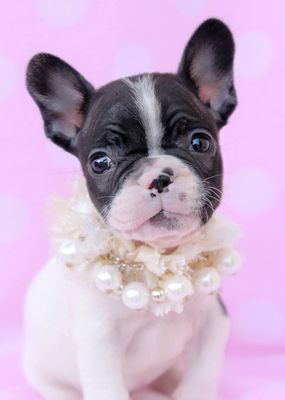 Teacups, Puppies & Boutique 5195 University Dr Davie, FL Shoe Stores ... Teacups, Puppies & Boutique 5195 University Dr Davie, FL Shoe Stores ...