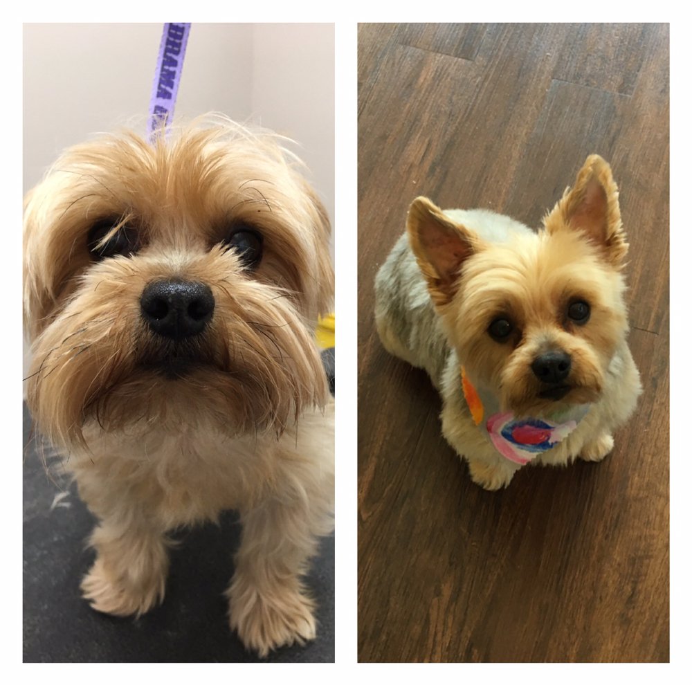 Yuppy Puppy Grooming & Boarding Pet Groomers 7591 River Rd