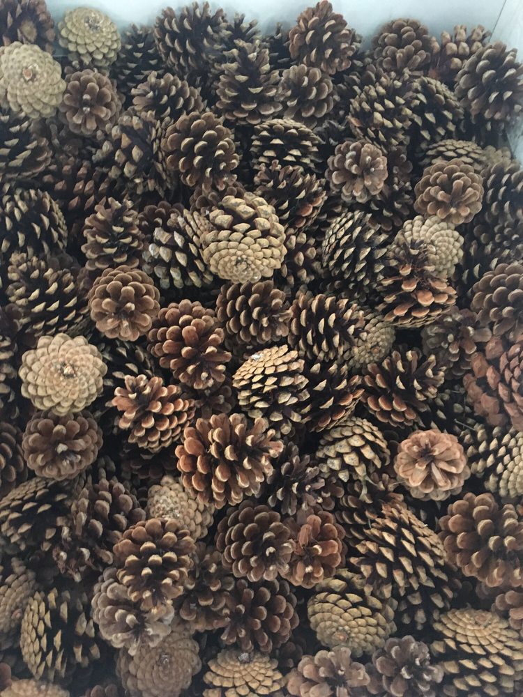 pine cones yelp pine cones yelp